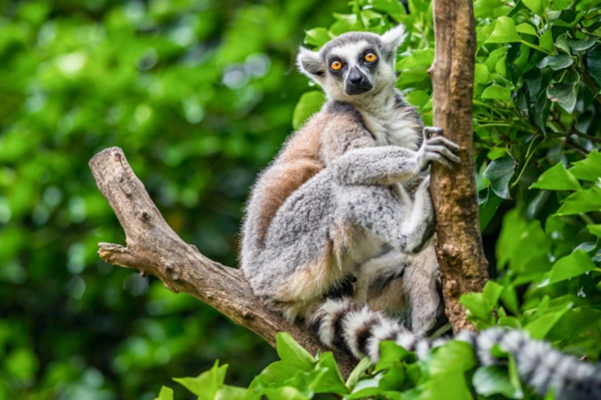 Especies Endémicas